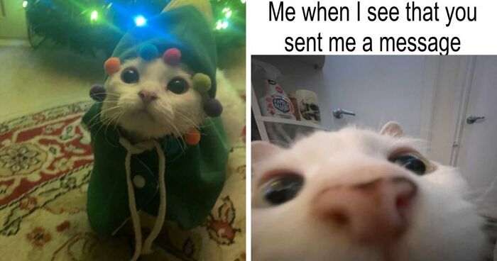 This Devon Rex Cat’s Instagram Is Pure Serotonin, Here Are 30 Of Its Cutest Moments