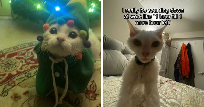This Devon Rex Cat’s Instagram Is Pure Serotonin, Here Are 30 Of Its Cutest Moments