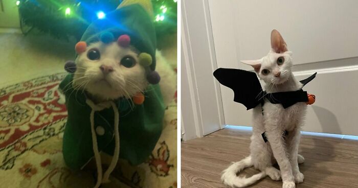 This Devon Rex Cat’s Instagram Is Pure Serotonin, Here Are 30 Of Its Cutest Moments