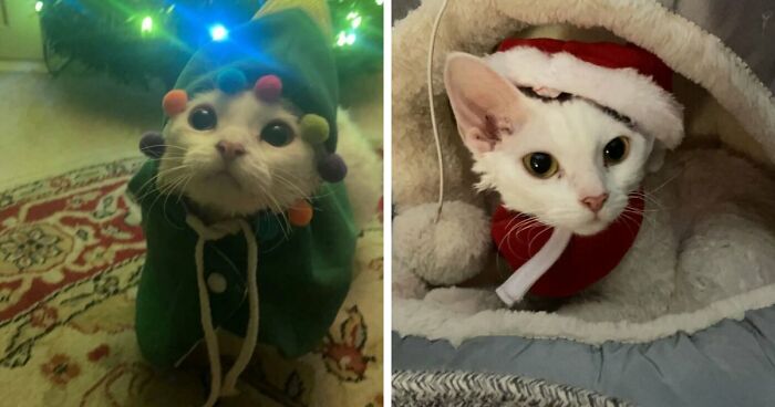 This Devon Rex Cat’s Instagram Is Pure Serotonin, Here Are 30 Of Its Cutest Moments