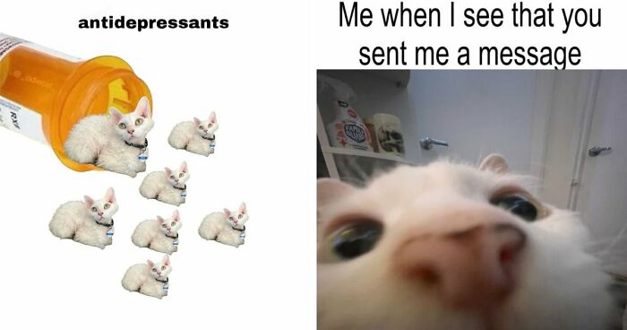 This Devon Rex Cat’s Instagram Is Pure Serotonin, Here Are 30 Of Its Cutest Moments
