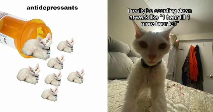 This Devon Rex Cat’s Instagram Is Pure Serotonin, Here Are 30 Of Its Cutest Moments