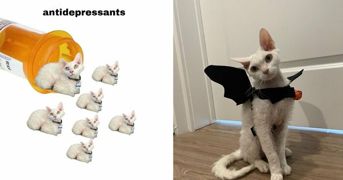 This Devon Rex Cat’s Instagram Is Pure Serotonin, Here Are 30 Of Its Cutest Moments