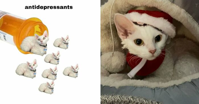 This Devon Rex Cat’s Instagram Is Pure Serotonin, Here Are 30 Of Its Cutest Moments