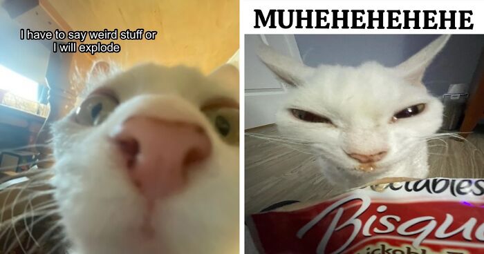 This Devon Rex Cat’s Instagram Is Pure Serotonin, Here Are 30 Of Its Cutest Moments