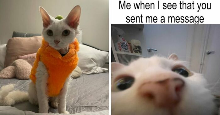 This Devon Rex Cat’s Instagram Is Pure Serotonin, Here Are 30 Of Its Cutest Moments
