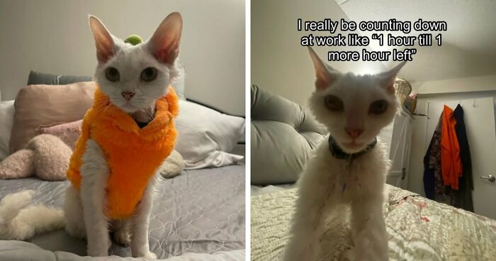 This Devon Rex Cat’s Instagram Is Pure Serotonin, Here Are 30 Of Its Cutest Moments
