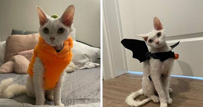 This Devon Rex Cat’s Instagram Is Pure Serotonin, Here Are 30 Of Its Cutest Moments