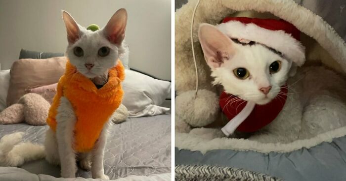 This Devon Rex Cat’s Instagram Is Pure Serotonin, Here Are 30 Of Its Cutest Moments