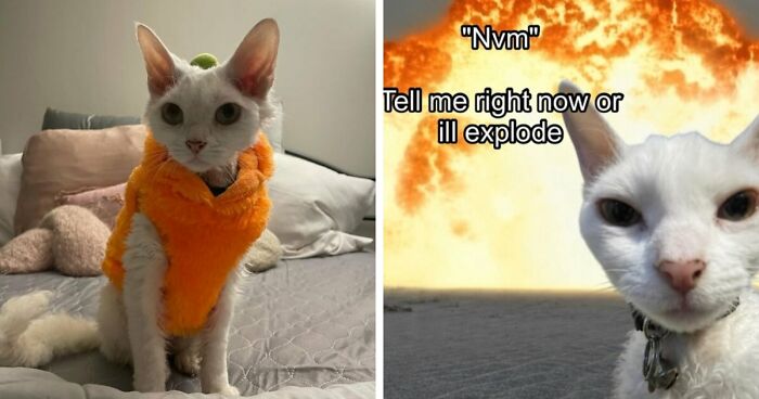 This Devon Rex Cat’s Instagram Is Pure Serotonin, Here Are 30 Of Its Cutest Moments