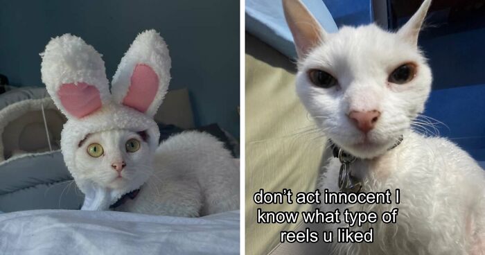 This Devon Rex Cat’s Instagram Is Pure Serotonin, Here Are 30 Of Its Cutest Moments