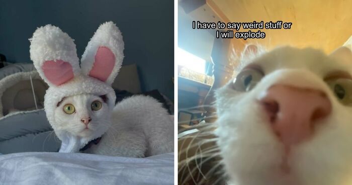 This Devon Rex Cat’s Instagram Is Pure Serotonin, Here Are 30 Of Its Cutest Moments