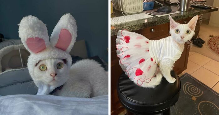 This Devon Rex Cat’s Instagram Is Pure Serotonin, Here Are 30 Of Its Cutest Moments