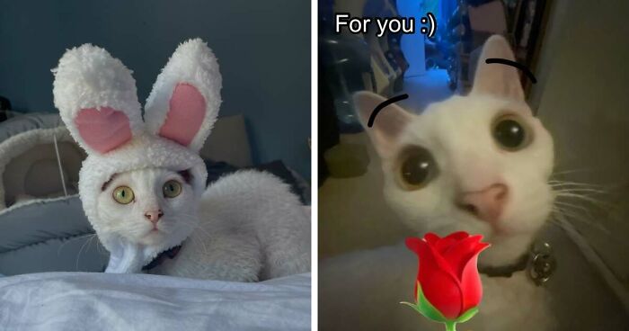 This Devon Rex Cat’s Instagram Is Pure Serotonin, Here Are 30 Of Its Cutest Moments