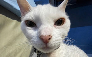 30 Cute Photos Of A Devon Rex Cat That’s Capturing Hearts One Post At A Time