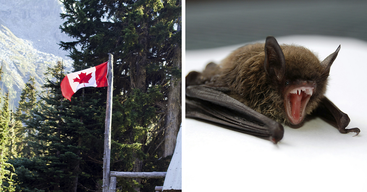 11-Year-Old Canadian Boy Tragically Loses His Life After Being Woken Up By A Bat On His Face - Bored Panda