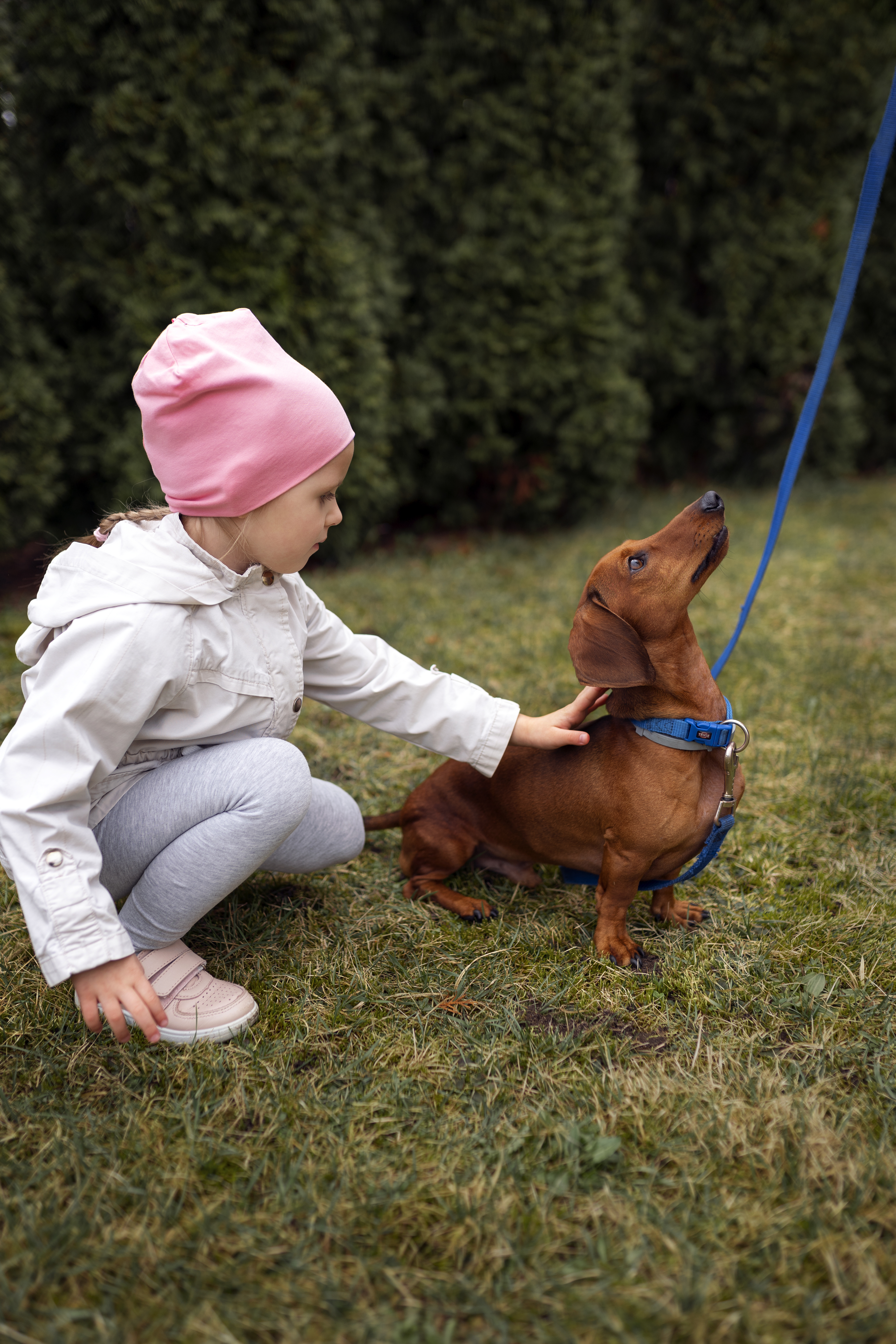 A young girl petting a small brown dog on a leash, an image related to a dog owner's nightmare. A young girl petting a small brown dog on a leash, an image related to a dog owner's nightmare.