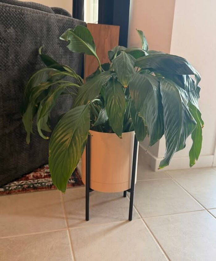 A wilted houseplant in a beige pot with a black stand, showcasing a functional 3D printer creation.