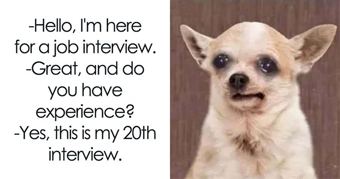 ‘Animal Comedy’: 50 Memes That Prove Animals Are The Funniest Creatures On The Internet