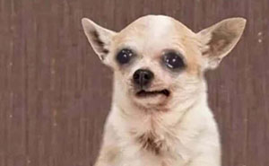 50 Times Animals Became The Stars Of The Internet’s Funniest Memes