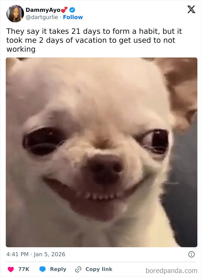 A tweet featuring a chihuahua with a wide, unsettling smile, illustrating the painful reality of adjusting to 9-to-5 life post-vacation.