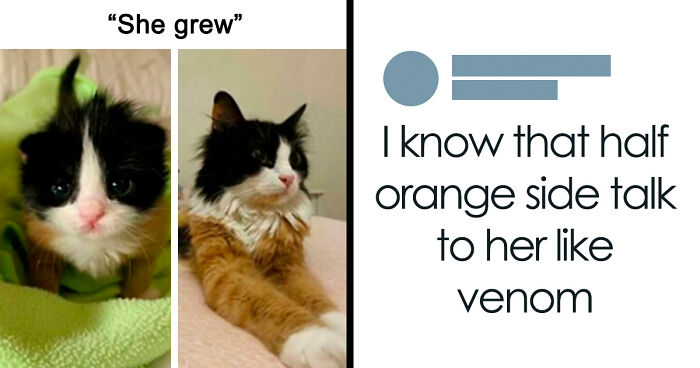 87 Internet Posts And Viral Moments That Made Scrolling Way More Enjoyable