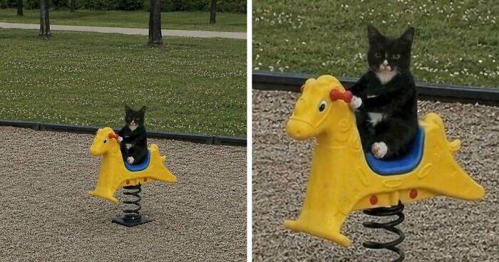 83 Photos Of Silly, Funny And Weird Animals That Might Lift Your Mood
