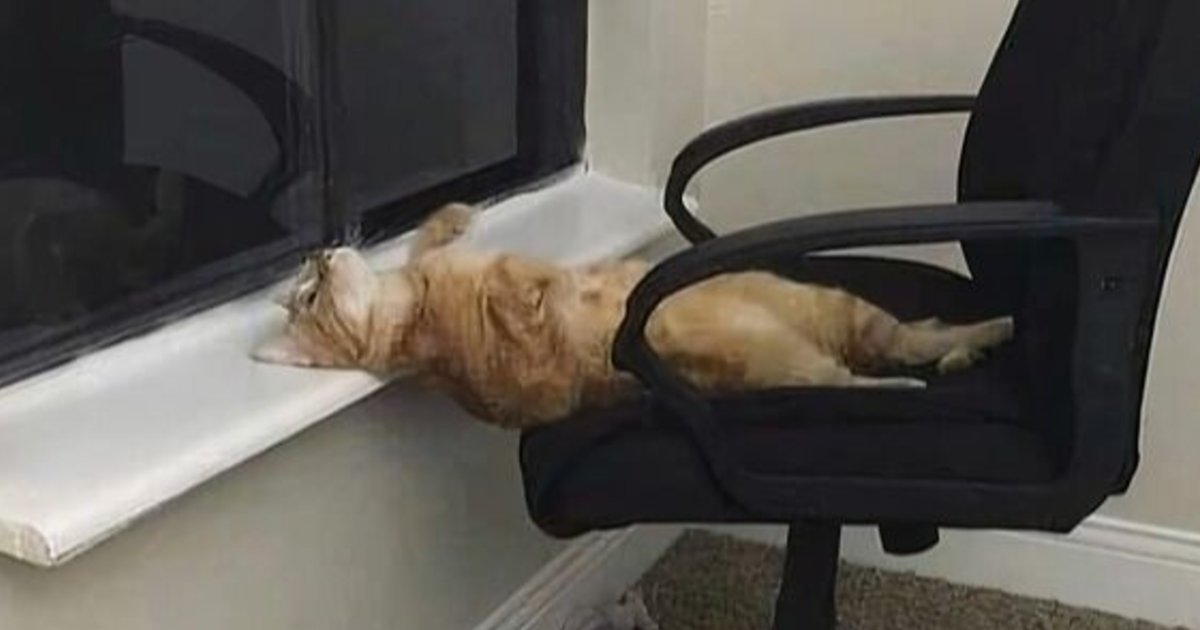 83 Photos Of Silly, Funny And Weird Animals That Might Lift Your Mood