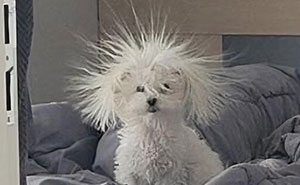 There Are Never Enough Photos Of Silly Animals So Here Are 83 Of Them