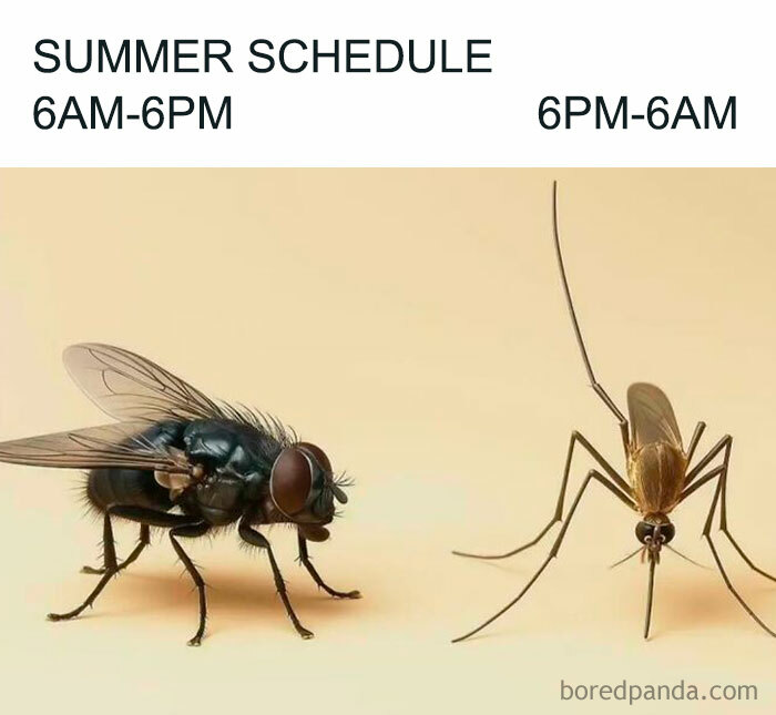 A fly and a mosquito representing a summer schedule, an ancient meme about daily annoyances.