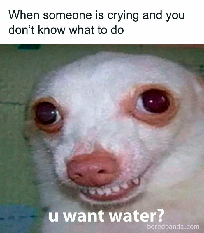 A white chihuahua dog meme with a worried expression asking 'u want water?' when someone is crying. This is an ancient meme.