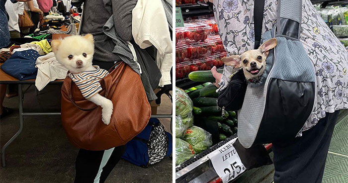 95 Adorable Dogs Riding In Bags As Shared By This Viral Page (New Pics)