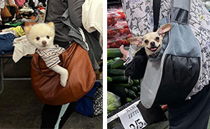 This Page Shared 95 New Photos Of Dogs Living Their Best Lives In Bags, Backpacks, And Baskets