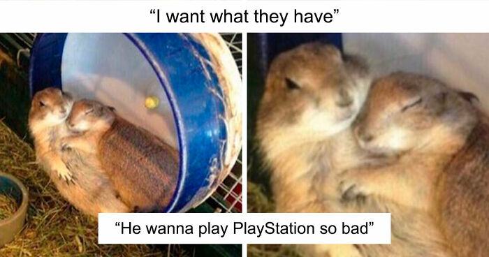 35 Hilarious Memes And Roasts That You Might Not Have Been Prepared For Today