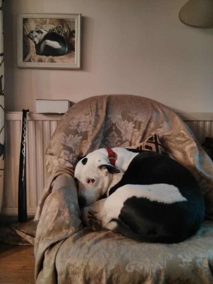 A black and white pit bull mix curled up asleep on a patterned armchair, with a framed painting of the dog on the wall.