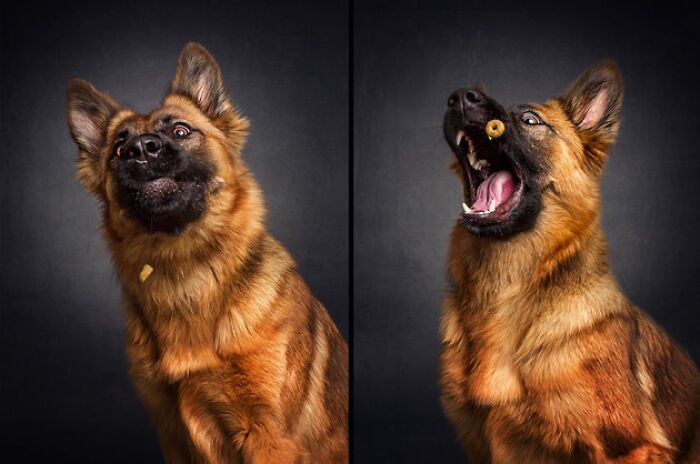 A funny animal photo of a German Shepherd catching a treat in mid-air, showing its playful and ridiculous expression.