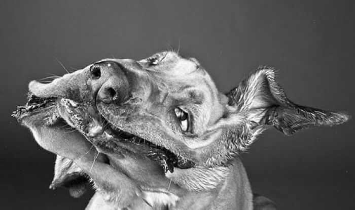 A funny animal photo of a dog shaking its head vigorously, captured in a comical, blurry moment.