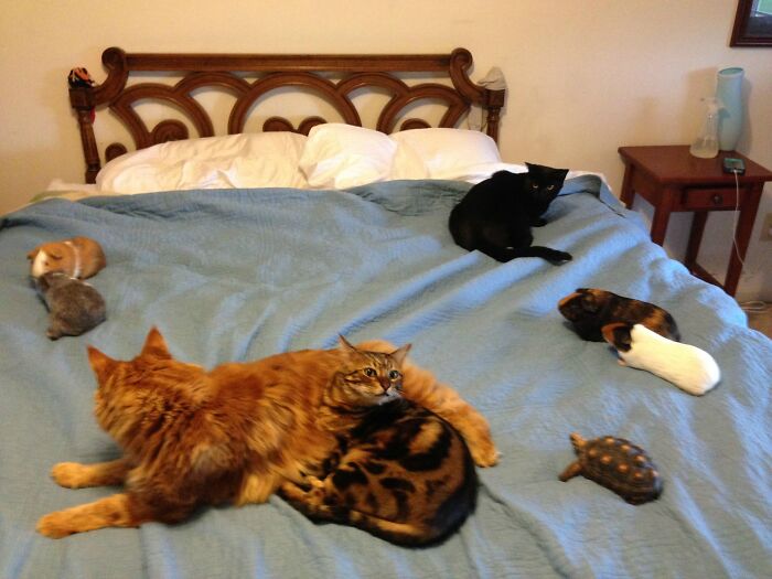 Various cats, guinea pigs, and a turtle lounge on a blue bed, making for ridiculous animal photos.