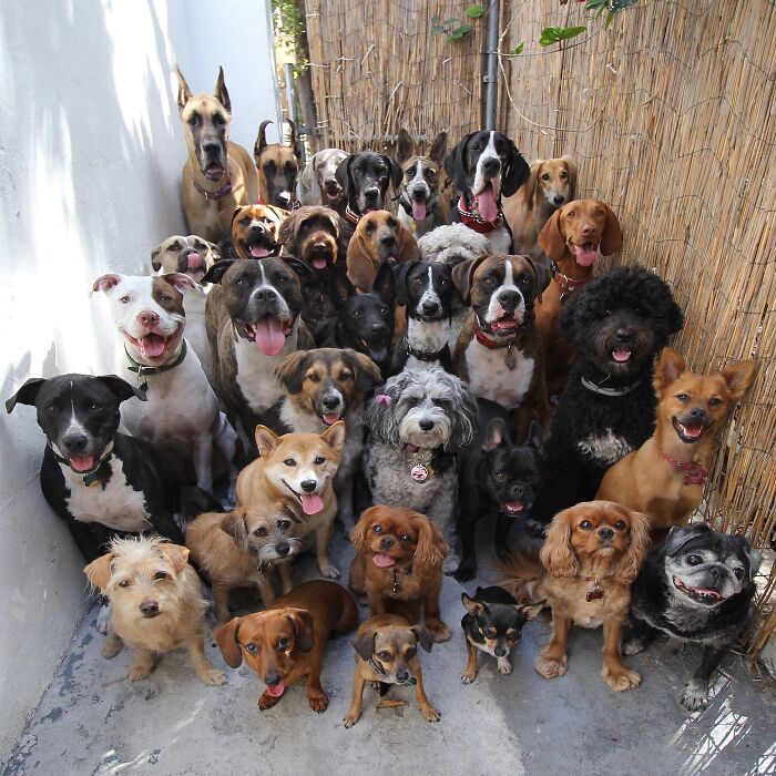 A large group of various dog breeds and sizes posing for a photo. These are funny animal photos.