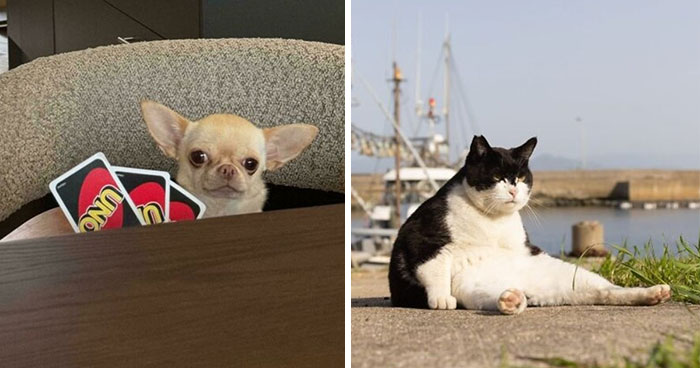 113 Of The Funniest And Most Ridiculous Animal Photos Ever Shared