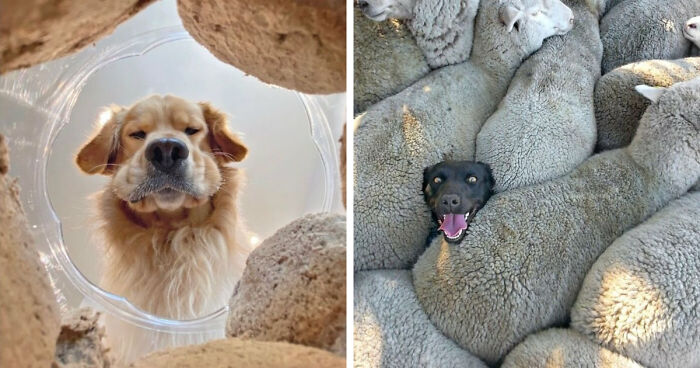 113 Of The Funniest And Most Ridiculous Animal Photos Ever Shared