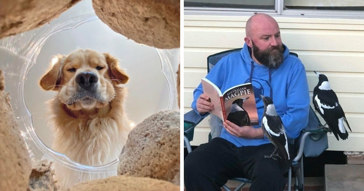 113 People Who Tried To Take Creative Animal Photos And Instead Created Comedy Gold