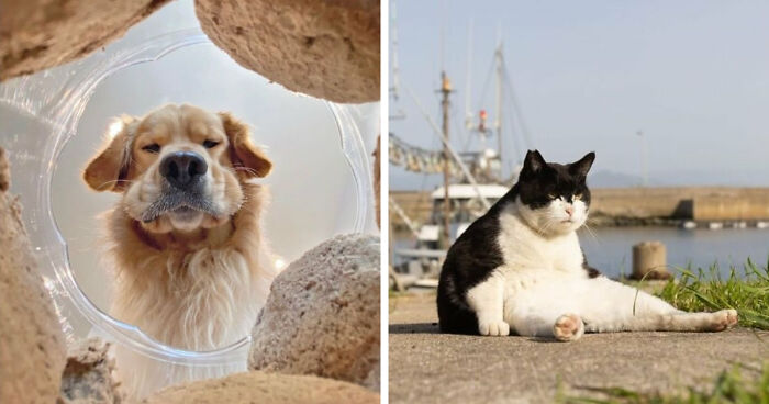 113 Of The Funniest And Most Ridiculous Animal Photos Ever Shared