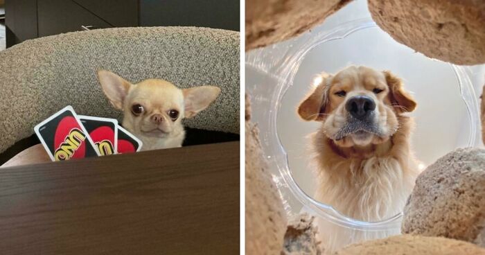 113 Of The Funniest And Most Ridiculous Animal Photos Ever Shared