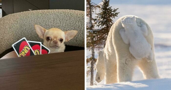 113 Of The Funniest And Most Ridiculous Animal Photos Ever Shared