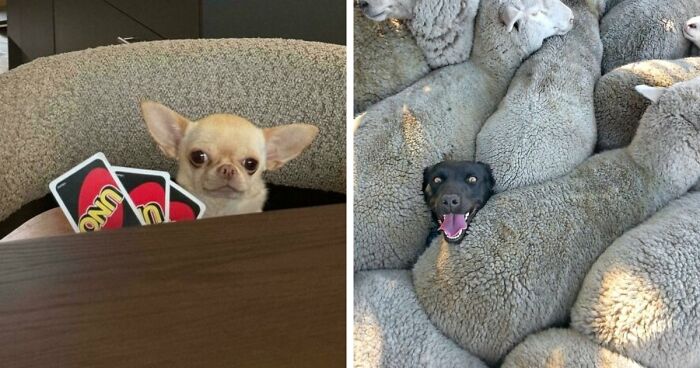 113 Of The Funniest And Most Ridiculous Animal Photos Ever Shared