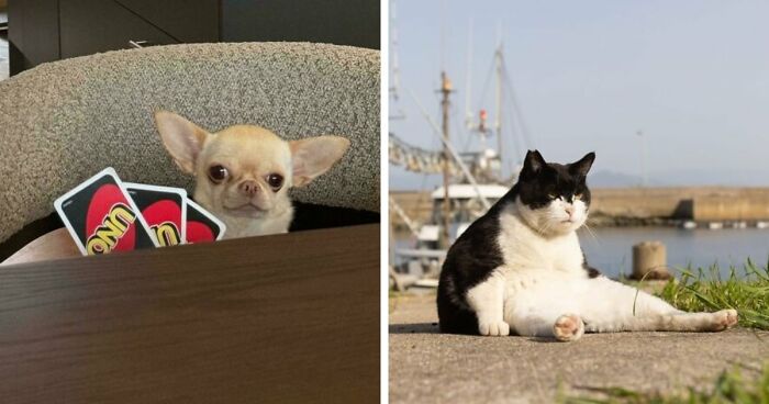 113 Of The Funniest And Most Ridiculous Animal Photos Ever Shared