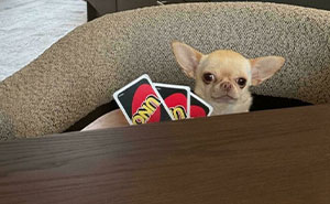 113 People Who Tried To Take Creative Animal Photos And Instead Created Comedy Gold