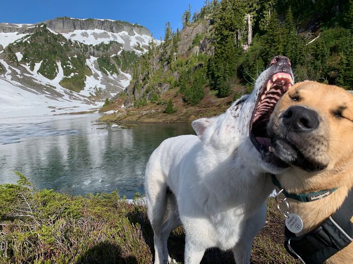 Two dogs playing aggressively by a lake in the mountains, captured moments before disaster.
