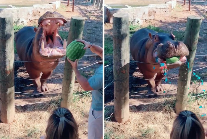A hippo eats a watermelon that explodes with blue and pink liquid in a spectacular gender reveal moment.